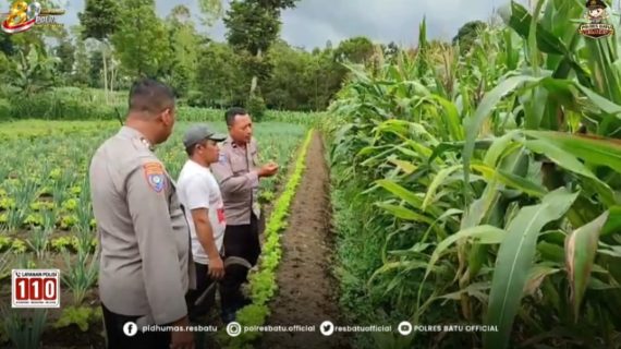 Jagung Pipil Jadi Pakan Ternak, Aipda Ainul Heri Perkuat Sinergi dengan Petani Bendosari Dukung Ketahanan Pangan