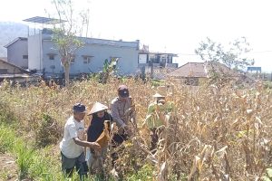 Panen Jagung Perkuat Sinergi, Aipda Junaedi Salam Dampingi Petani Songgokerto Dukung Ketahanan Pangan