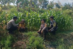 Dari Lahan Jagung Gunungsari, Aipda Andry Perkuat Sinergi Bersama Petani Demi Ketahanan Pangan
