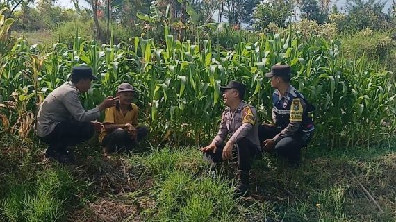 Dari Lahan Jagung Gunungsari, Aipda Andry Perkuat Sinergi Bersama Petani Demi Ketahanan Pangan