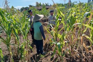 Dampingi Petani Jagung Manis, Bhabinkamtibmas Bulukerto Perkuat Sinergi Wujudkan Ketahanan Pangan