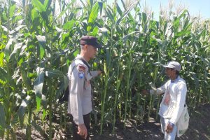 Sambang Lahan Jagung Manis, Aipda Syaifuloh Perkuat Kemitraan Petani Demi Sukseskan Ketahanan Pangan