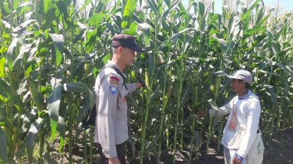 Sambang Lahan Jagung Manis, Aipda Syaifuloh Perkuat Kemitraan Petani Demi Sukseskan Ketahanan Pangan