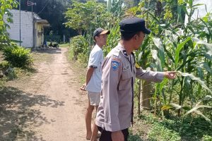 Sambang Petani Jagung, Aipda Ainul Heri Serap Aspirasi Demi Ketahanan Pangan di Bendosari