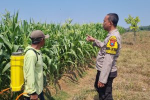 Dampingi Petani Jagung, Bhabinkamtibmas Junrejo Ajak Warga Sukseskan Ketahanan Pangan dan Jaga Kamtibmas