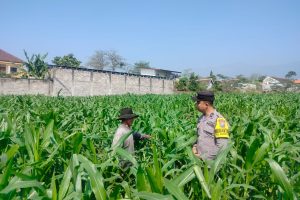 Bripda Fariz Turun ke Lahan, Dampingi Petani Jagung dan Perkuat Ketahanan Pangan