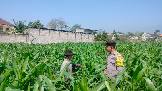 Bripda Fariz Turun ke Lahan, Dampingi Petani Jagung dan Perkuat Ketahanan Pangan