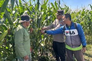 Turun Langsung ke Lahan, Kabag SDM Polres Batu Perkuat Pendampingan Petani Jagung Demi Sukseskan Ketahanan Pangan Nasional