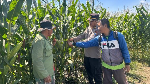 Turun Langsung ke Lahan, Kabag SDM Polres Batu Perkuat Pendampingan Petani Jagung Demi Sukseskan Ketahanan Pangan Nasional