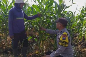Turun ke Lahan, Aipda Ibnu Mubarok Dampingi Petani Jagung Manis Perkuat Ketahanan Pangan dan Kamtibmas di Pendem