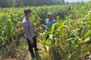 Bripda Fariz Perkuat Sinergi Bersama Petani Jagung, Wujudkan Ketahanan Pangan dan Kamtibmas
