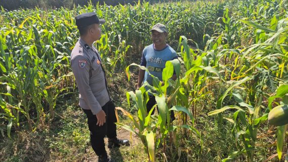 Bripda Fariz Perkuat Sinergi Bersama Petani Jagung, Wujudkan Ketahanan Pangan dan Kamtibmas