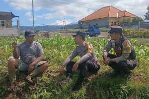 Sambang Petani Jagung, Aiptu Arief March Perkuat Sinergi Wujudkan Ketahanan Pangan
