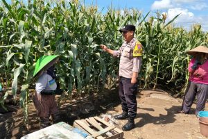Sambang Petani Jagung Manis, Aipda Dul Didit Perkuat Sinergi Wujudkan Ketahanan Pangan