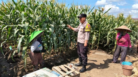 Sambang Petani Jagung Manis, Aipda Dul Didit Perkuat Sinergi Wujudkan Ketahanan Pangan