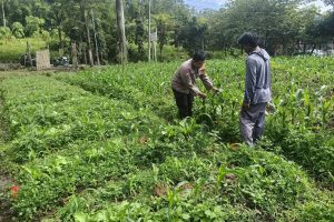 Sambang Petani Jagung Manis, Bhabinkamtibmas Sidomulyo Perkuat Kemitraan Wujudkan Ketahanan Pangan Nasional