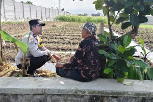 Polsek Junrejo Turun ke Lahan, Serap Aspirasi Petani Jagung Manis untuk Perkuat Ketahanan Pangan