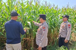 Polri Turun ke Lahan, Sambang Petani Jagung Pipil di Pujon Perkuat Ketahanan Pangan dan Kemitraan dengan Warga