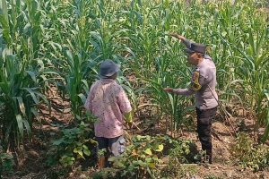 Sambang Petani Bumiaji, Polri Kawal Pertumbuhan Jagung Dukung Ketahanan Pangan