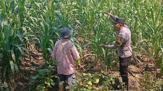 Sambang Petani Bumiaji, Polri Kawal Pertumbuhan Jagung Dukung Ketahanan Pangan