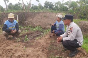 Turun ke Lahan, Polsek Bumiaji Dorong Petani Perkuat Ketahanan Pangan
