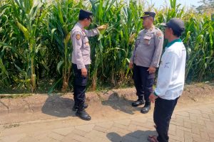 Sambang Lahan Pertanian, Polres Batu Dorong Ketahanan Pangan Jelang Panen Jagung