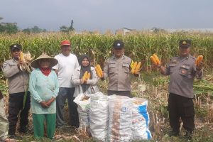 Panen Raya Jagung Pipil, Polri Bersama Petani Perkuat Ketahanan Pangan