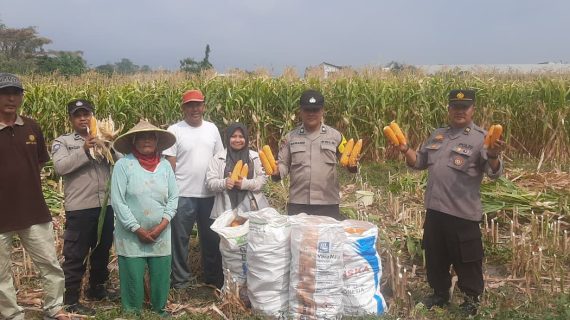 Panen Raya Jagung Pipil, Polri Bersama Petani Perkuat Ketahanan Pangan