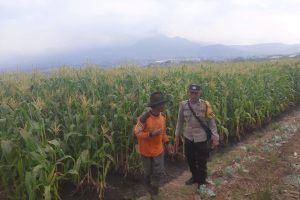 Sambang Petani Jagung, Polri Hadir Kawal Ketahanan Pangan