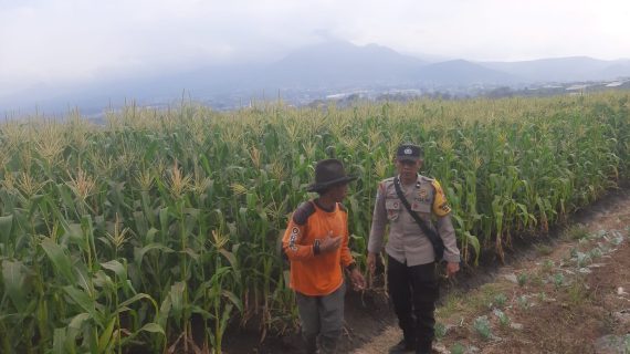 Sambang Petani Jagung, Polri Hadir Kawal Ketahanan Pangan