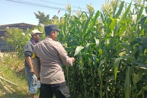 Serap Aspirasi Petani, Bhabinkamtibmas Perkuat Ketahanan Pangan