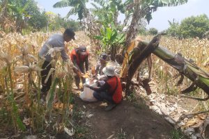 Sambang Lahan Jagung, Polri Perkuat Sinergi Dukung Ketahanan Pangan